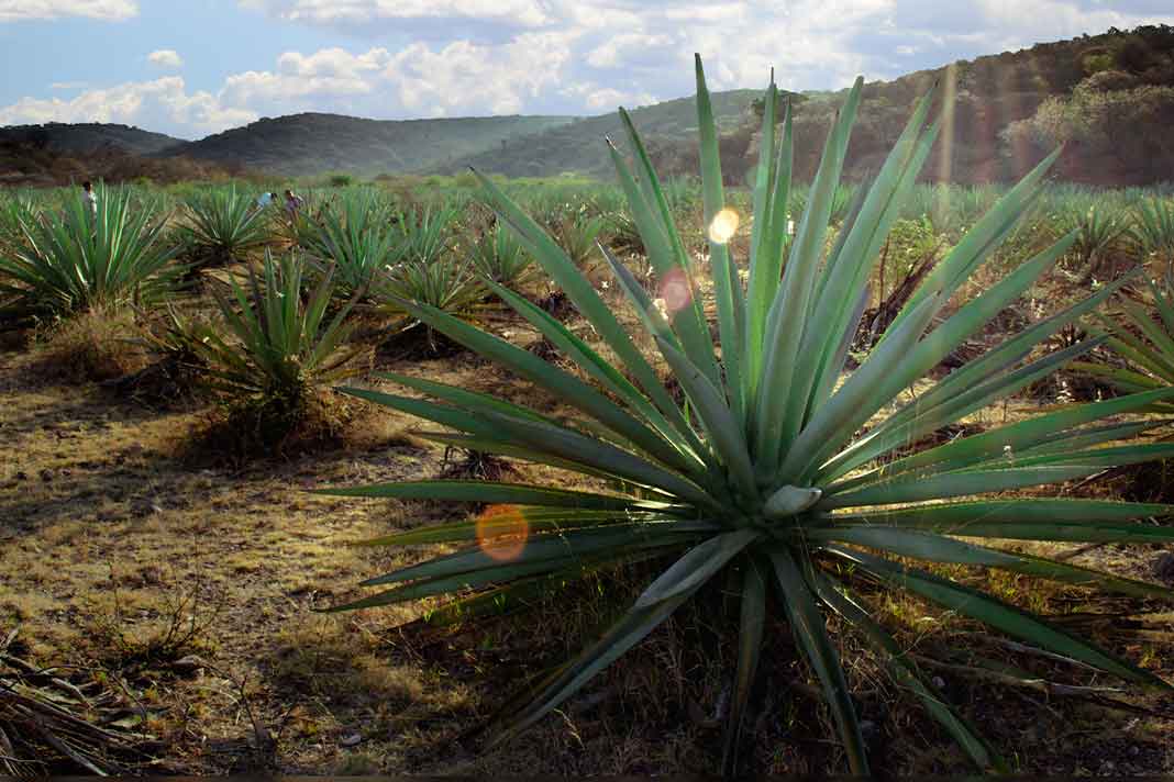 mezcal huichichiqui
