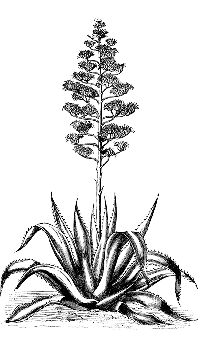 maguey atlixco